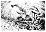 Image of Tursiops Truncatus