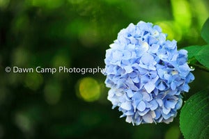 Image of Hydrangea 16" x 24" Standout Professionally Printed on Metallic Paper