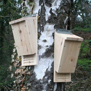 Image of Bat Box