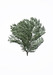 Image of Oriental - Thuja Orientalis<br><span style="font-weight:normal"><em>by Francis Ooi</em></span>