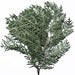 Image of Oriental - Thuja Orientalis<br><span style="font-weight:normal"><em>by Francis Ooi</em></span>