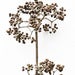 Image of Nodes<br><span style="font-weight:normal"><em>by Francis Ooi</em></span>