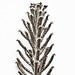 Image of Chandelier-Bryophyllum Tubiflorum<br><span style="font-weight:normal"><em>by Francis Ooi</em></span>