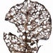 Image of The Plague - Terminalia Catappa<br><span style="font-weight:normal"><em>by Francis Ooi</em></span>