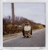 Image of Libyans- Common Place LP