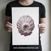 Image of Crater - Trametes Versicolor