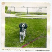 Image of VINTAGE TINTED SNAPSHOT OF A DOG 
