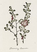 Image of Flowering Quince