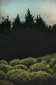 Image of Lavender Field Print