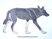 Image of Wolf - Limited Edition linocut print