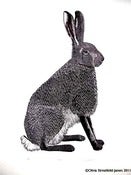 Image of Hare - Limited Edition linocut print