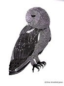 Image of Owl - Limited Edition linocut print