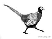 Image of Pheasant - Limited Edition linocut print