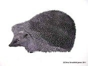 Image of Hedgehog - Limited Edition linocut print