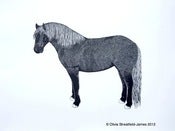 Image of Highland Pony - Limited Edition linocut print