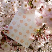 Image of sakura blossoms {pink}