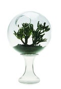 Image of 2001 A Space Terrarrium
