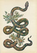 Image of Snake Print (Limited Edition)