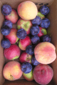 Image of Fruit Share