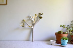 Image of Jade plant