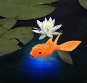 Image of KOI TOY