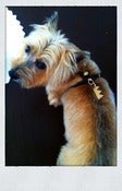 Image of Rossmore. Jewelry Dog Tag