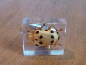 Image of Cuff-links featuring 'Peter the beetle' (Podontia) 