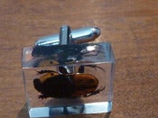 Image of Cuff-links 'Andy the beetle' (Anomala)
