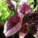 Image of Beetroot – Bull's blood 