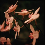 Image of Orchids