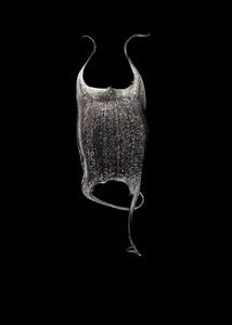 Image of Stingray egg