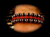 Image of MORGAN'S RED