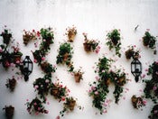 Image of <i>wall flowers</i><br>6" x 8" print</br>