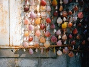 Image of <i>sea shells</i><br>6" x 8" print</br>