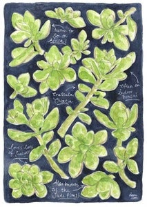 Image of ‘Jade Plant’ A3 Limited Edition Giclee print 