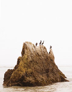 Image of Beach Birds 11x14