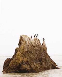 Image of Beach Birds 8x10