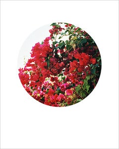 Image of Bougainvillea Circle