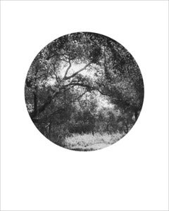 Image of Forest Circle