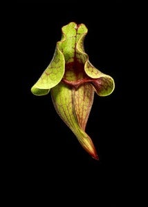 Image of Meat eating plant - 2