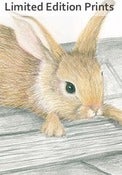 Image of A Rabbit's History Lesson - Framed or Unframed Print. 