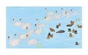 Image of Fourteen Swans, Fifteen Ducks - Limited Edition Screenprint
