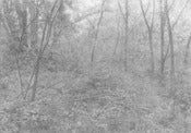 Image of Bellows Print "Title Unknown (Forest)" - large