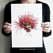 Image of Fireworks - Xanthostemon Youngii