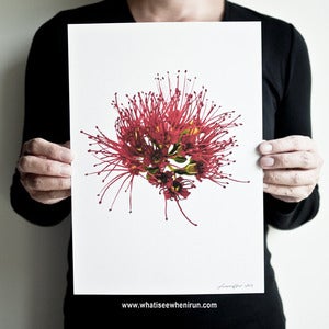 Image of Fireworks - Xanthostemon Youngii