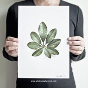 Image of Eight - Schefflera Arboricola