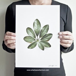 Image of Eight - Schefflera Arboricola