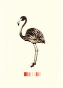 Image of American Flamingo