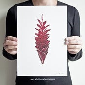 Image of Feisty - Alpinia Purpurata