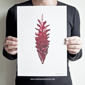 Image of Feisty - Alpinia Purpurata